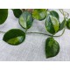 Хойя Australis margin variegata